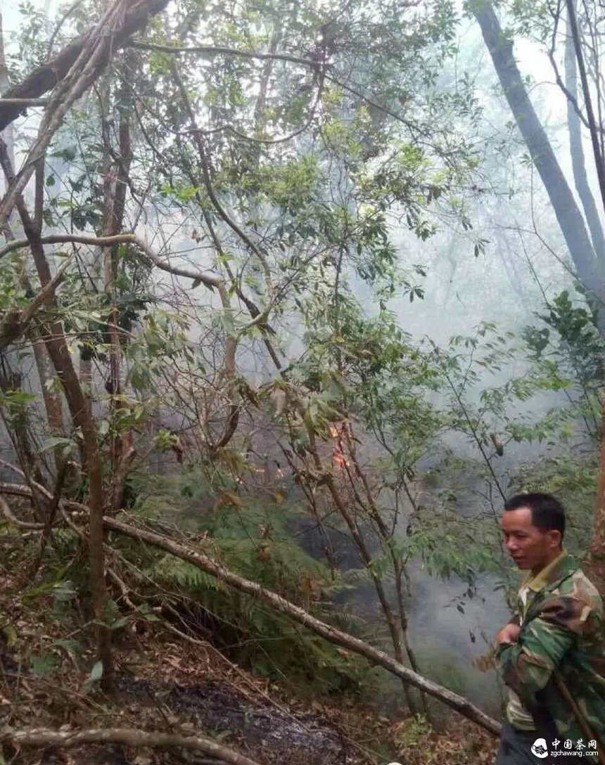 弯弓火灾明火已灭，受灾茶园上千亩！弯弓寨卢队长播报最新状况
