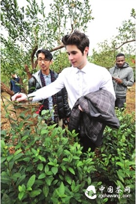 真假地产碧螺春“打擂台”老外闻香辨味也十分专业