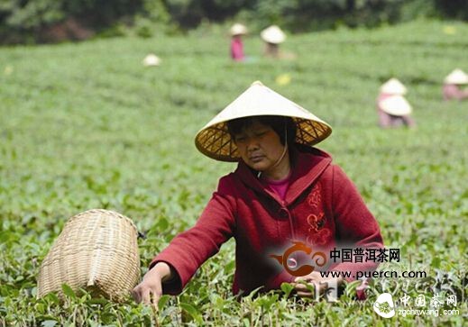 无锡:本地春茶下周上市 价格预计与去年持平
