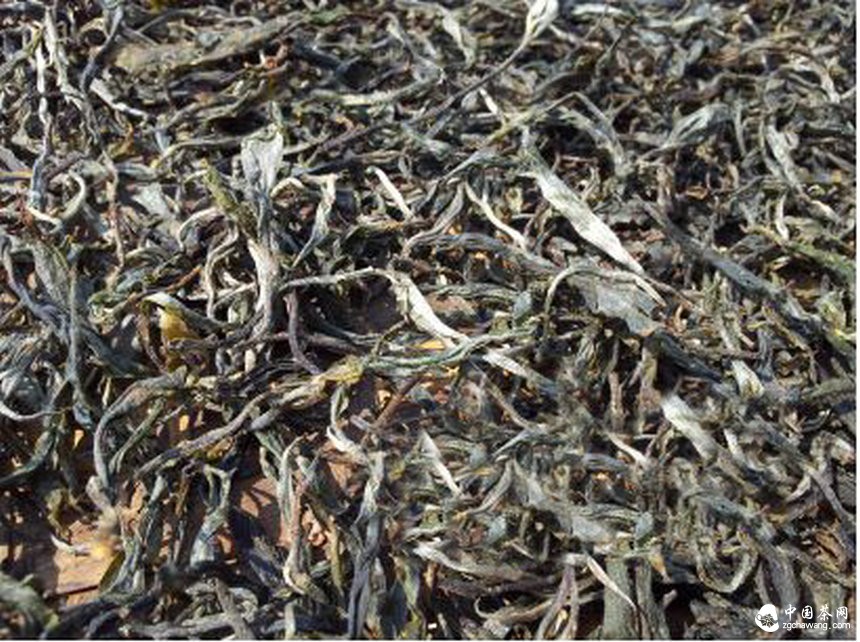 云南普洱春茶价回落 茶农茶商感到很宽慰