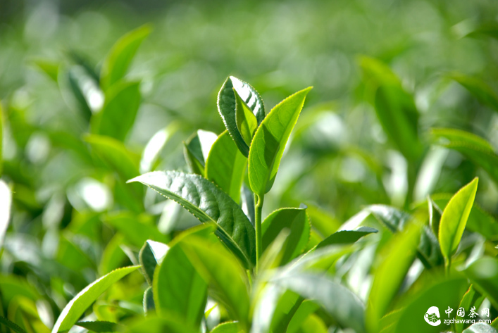 春茶