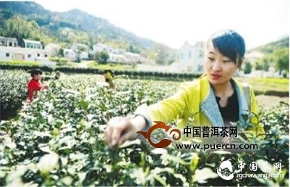 庐江：白云春毫主产地开采2015年春茶