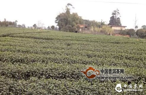 【茶播报】3月25日春茶播报 