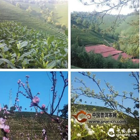 【茶播报】3月25日春茶播报 