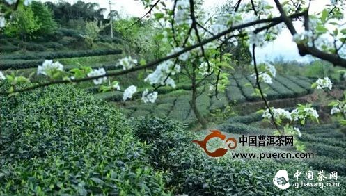 【茶播报】3月25日春茶播报 