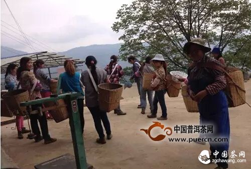 【茶播报】3月25日春茶播报 