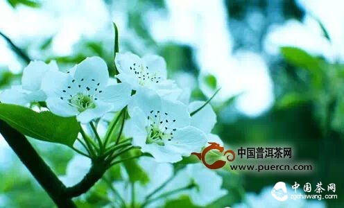 【茶播报】3月25日春茶播报 