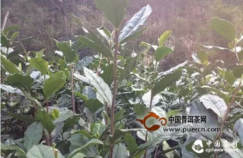 【茶播报】3月26日春茶播报 