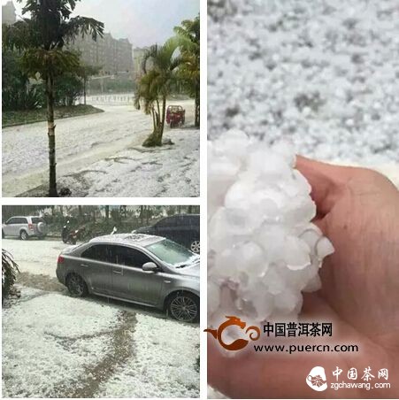 【茶播报】3月26日春茶播报 