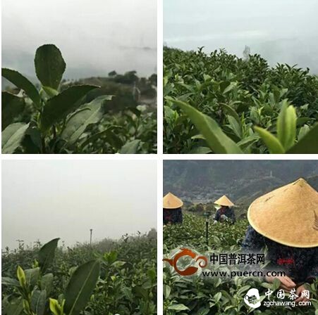 【茶播报】3月26日春茶播报 