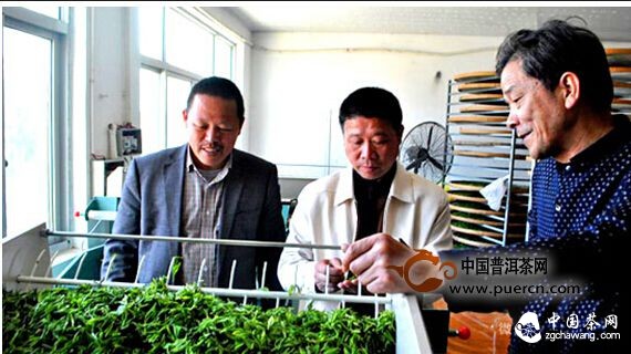 永嘉乌牛早茶喜获丰收 专家指导茶园管理