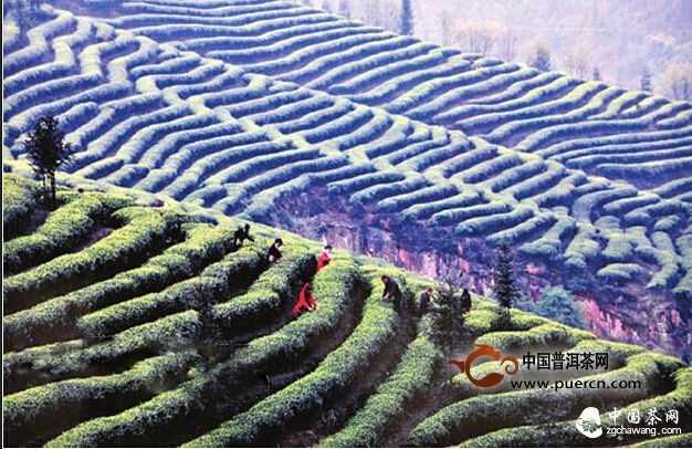 泸州纳溪跻身四川茶产业十强