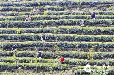 重庆茶叶市场:春茶大量上市 简装茶更受欢迎