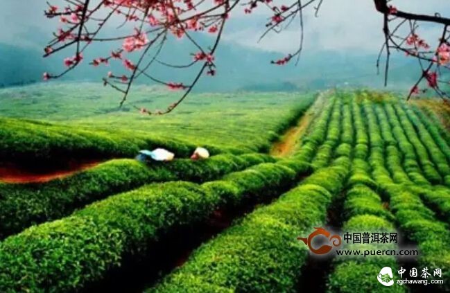 2015中国茶叶流通协会&mdash;&mdash;安吉茶情 