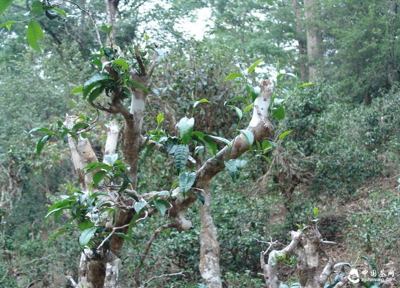 古树茶这杯“古董”应该如何喝？