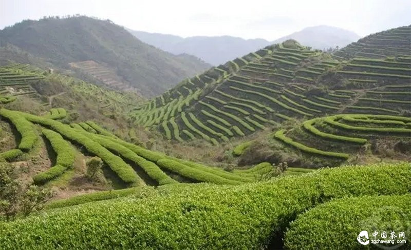 品牌茶企和交易市场上的新茶：大家同是茶叶 为何差别就这么大呢？
