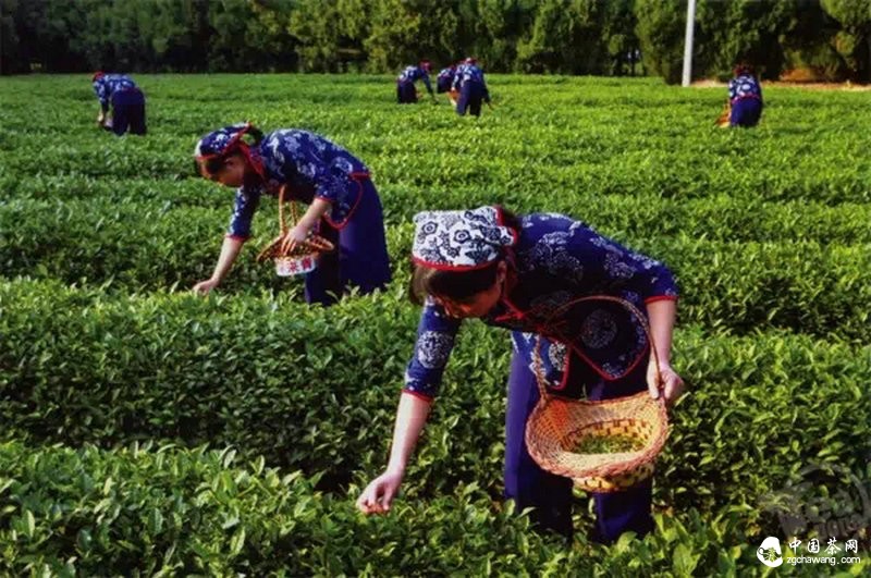 品牌茶企和交易市场上的新茶：大家同是茶叶 为何差别就这么大呢？