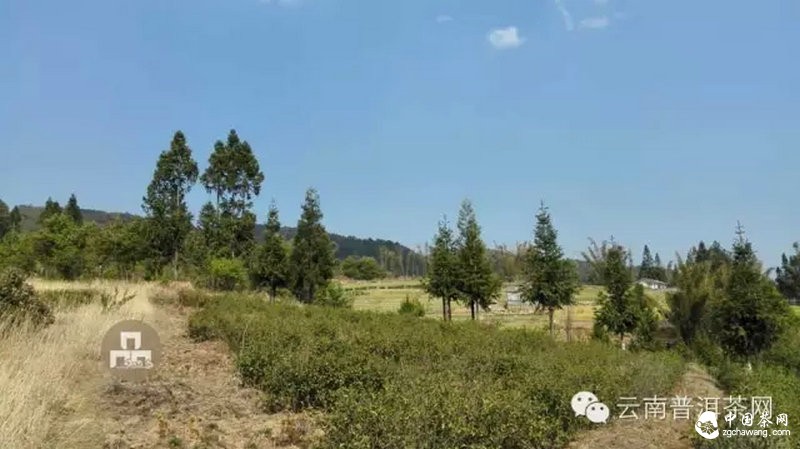 2015云南茶山全程实录 千里足迹