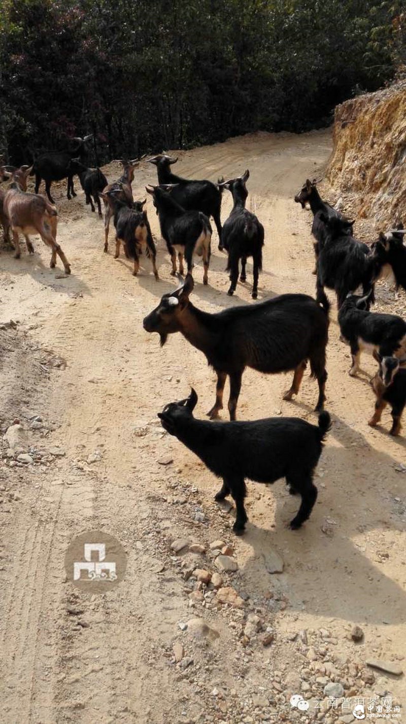 2015云南茶山全程实录 千里足迹