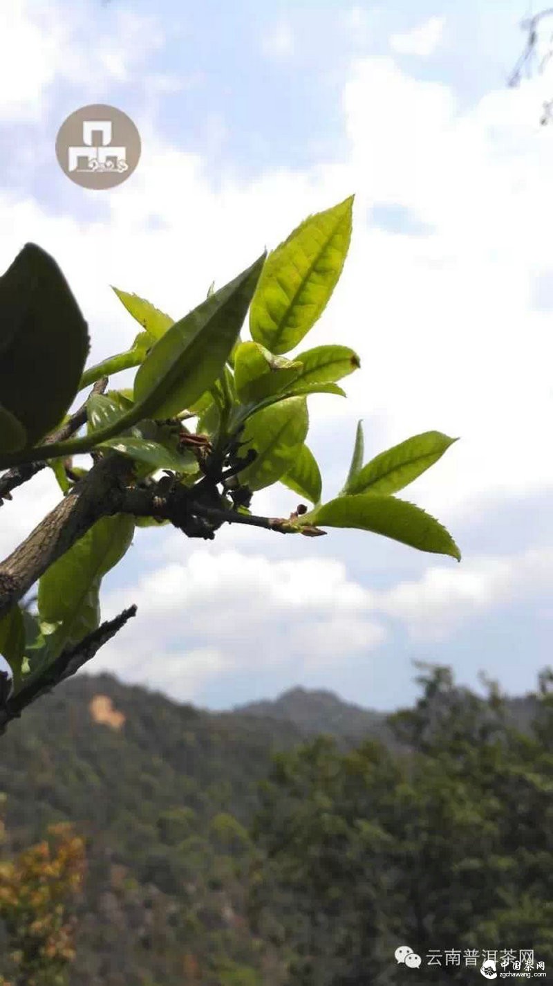 2015云南茶山全程实录 千里足迹