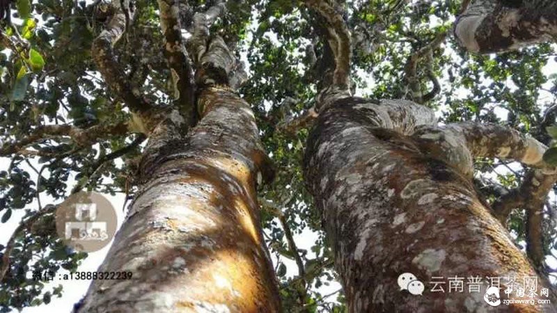 2015云南茶山全程实录 千里足迹