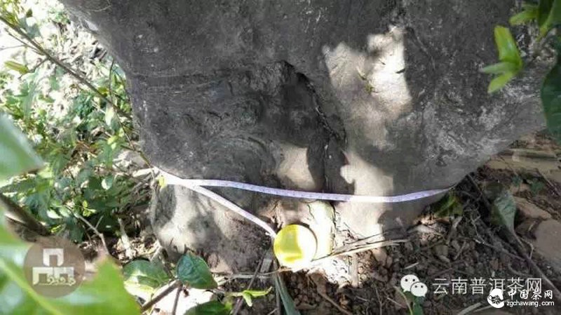 2015云南茶山全程实录 千里足迹