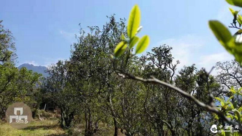 2015云南茶山全程实录 千里足迹