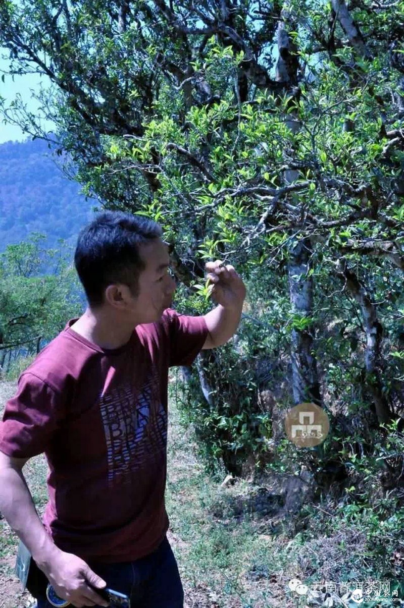 2015云南茶山全程实录 千里足迹