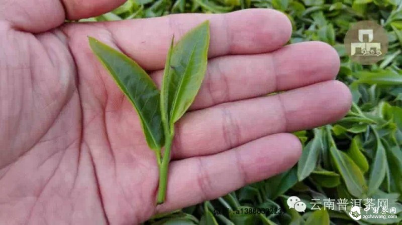 2015云南茶山全程实录 千里足迹