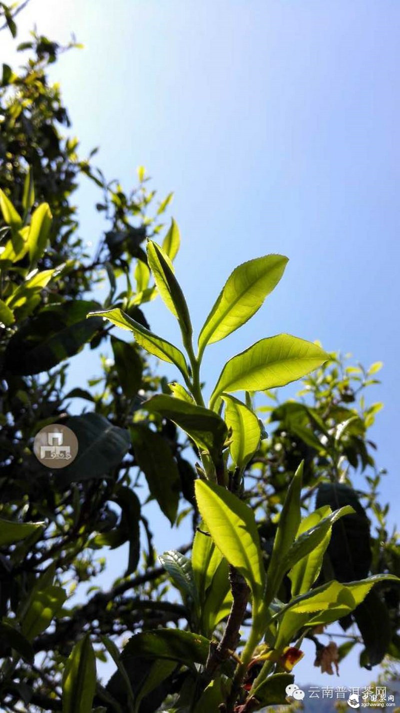 2015云南茶山全程实录 千里足迹