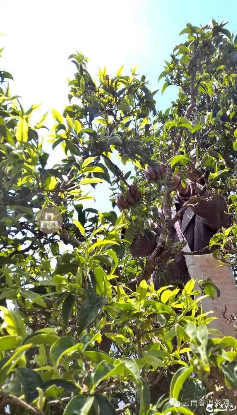 2015云南茶山全程实录 千里足迹