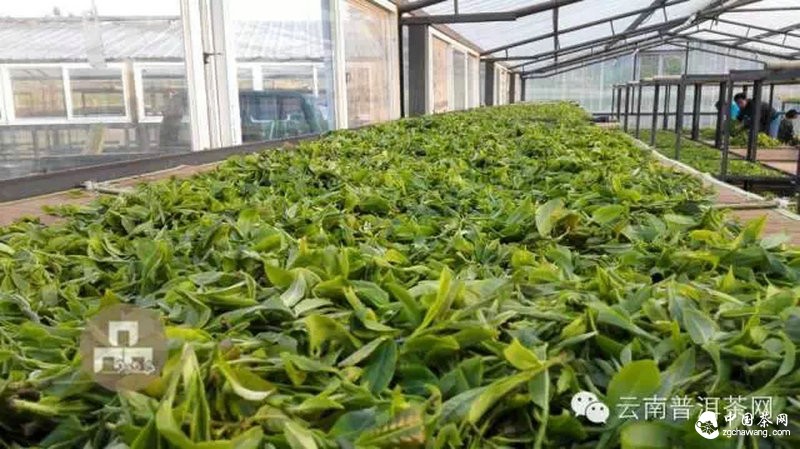 2015云南茶山全程实录 千里足迹