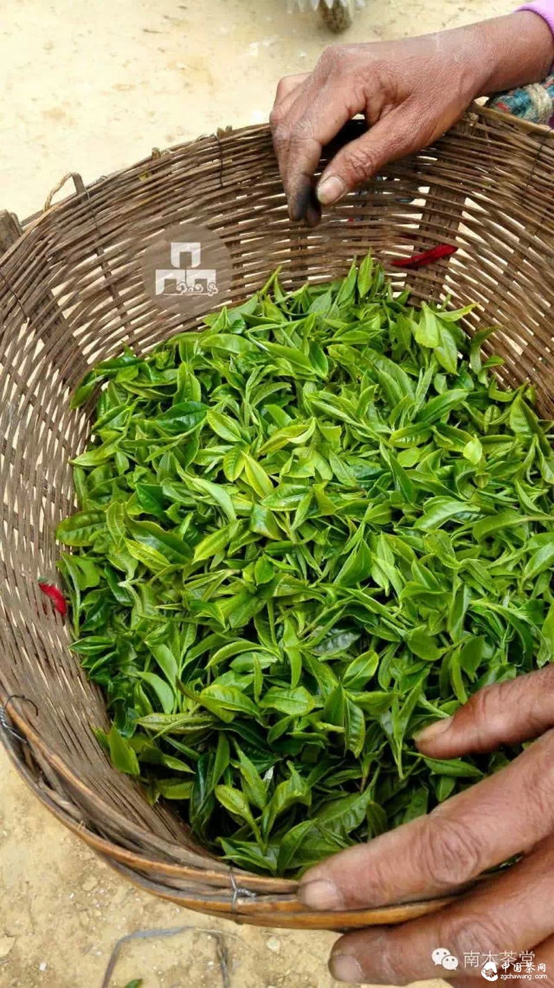 你喝的茶生长在这里 你看见过吗？