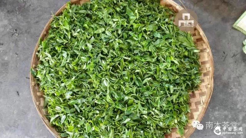 你喝的茶生长在这里 你看见过吗？