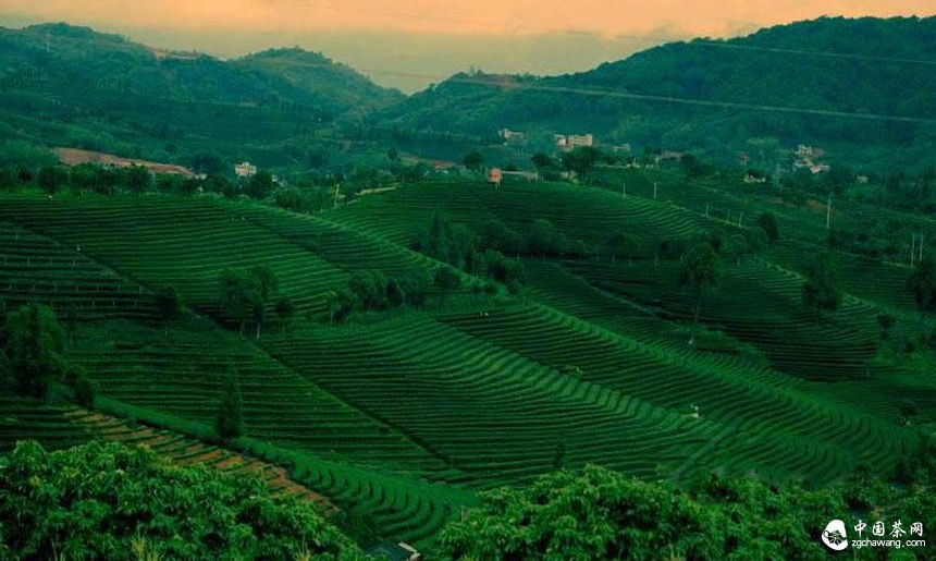 普洱茶投资分析:市场消耗决定茶市冷热