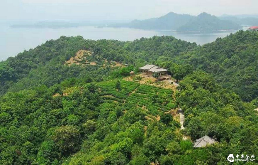 普洱茶市场：需理性喝茶！