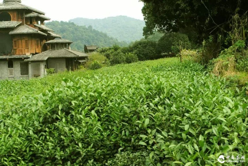 春茶市场逐渐回归理性，京城老字号茶庄高端茶叶卖断货
