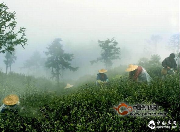 富阳安顶云雾茶品牌打造成效显著 今年质优量多