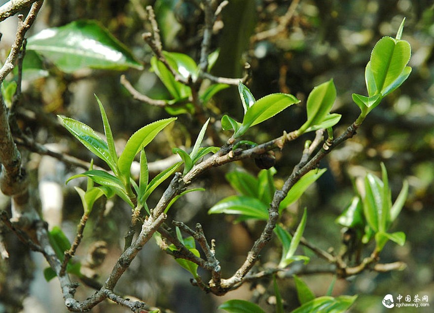 茶市观察：普洱茶错失两次机会 第三次正在来临？