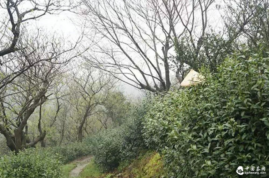 4月7日春茶播报