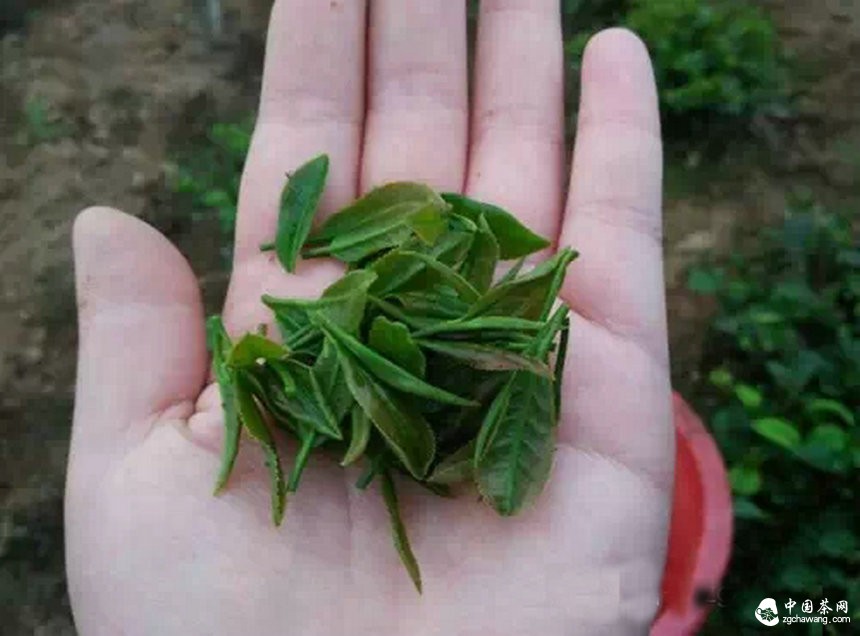 4月7日春茶播报