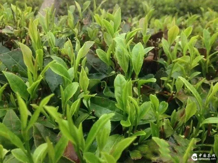 4月7日春茶播报