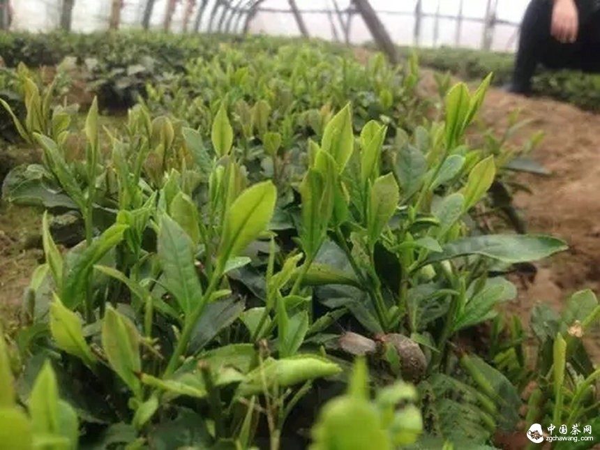 4月7日春茶播报