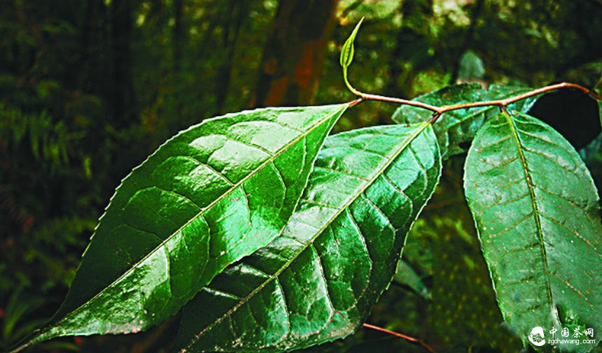 习水国家级自然保护区:千株古茶树 藏在深山中