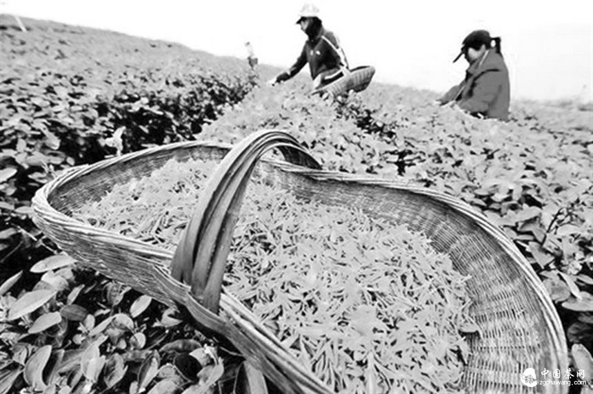 济南不同品种绿茶价差达20倍 茶农:高价都是炒出来的