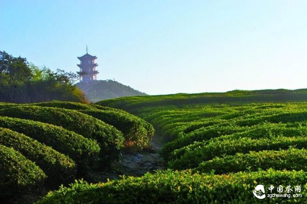 蒙顶山茶山茶园