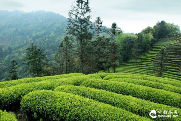 峨眉山茶山茶园