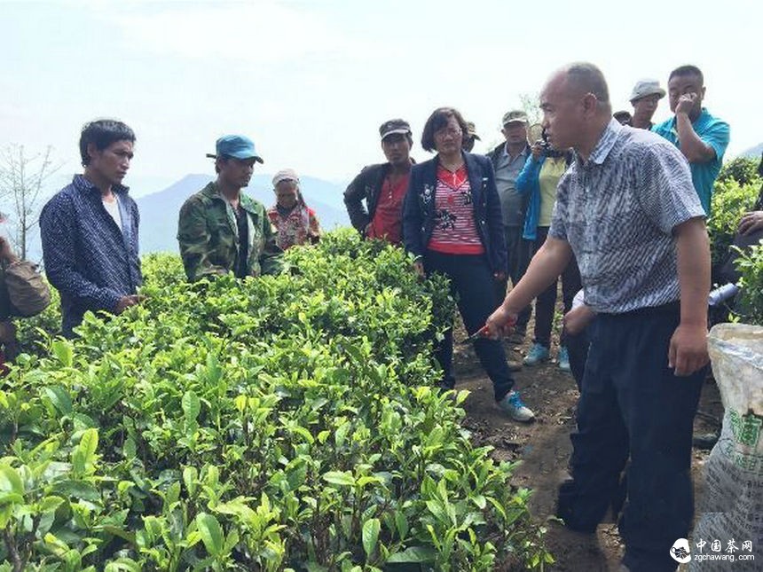 云南沧源：开展生态茶园培训让茶业增产增质