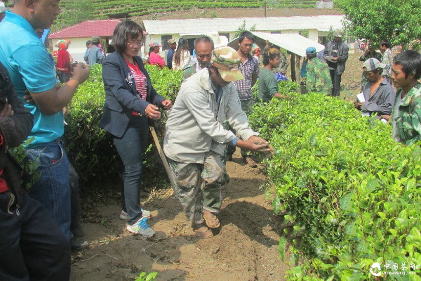 云南沧源：开展生态茶园培训让茶业增产增质