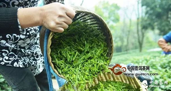 西湖龙井到底多少钱一斤？ 